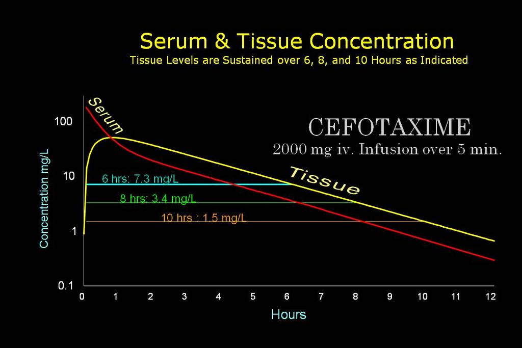 Cefotaxime kinetics